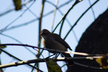 Birds