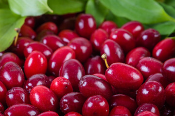Dogwood berry with leaf close-up