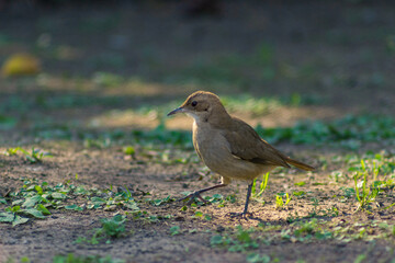 Birds
