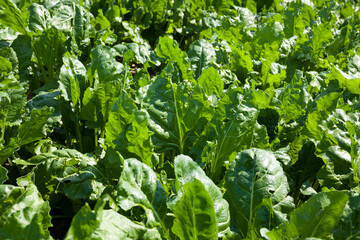green beet for sugar production in the agricultural field
