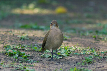 Birds