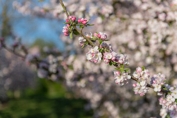 Apple blossom in bloom in a modern cider orchard