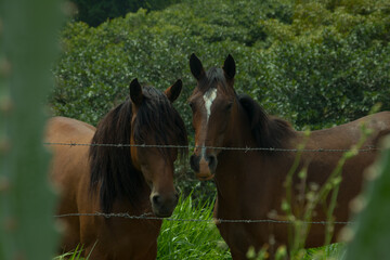 Horse, Horse, mare, wildhorses, rain, forest, nature, animals, green, 