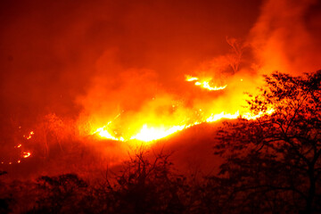 Forest, fire, incendioforestal, red, Sky, smoke, globalwarming, 