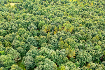 Green tree tops from the air, summer landscape for background