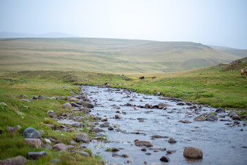 Mountain river stream summer landscape