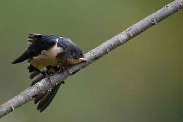 Fledged Baby Barn Swallow sits alone on a branch using its wings to balance 