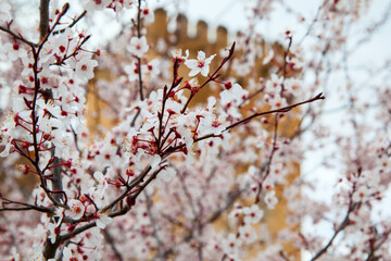Blossoming trees near ancient walls of Alhambra