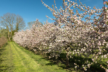 Apple blossom in bloom in a modern cider orchard