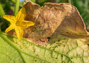 Aphids on cucumber leaves, agricultural pest. Aphid-infested cucumber plant. 