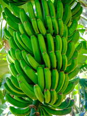 Bunch of raw bananas. Green bananas tree. Banana tree. Tropical fruit.