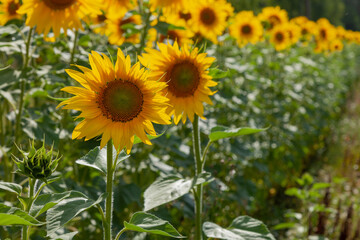 Fresh blooming sunflowers grow in the field in the rays of the bright sun