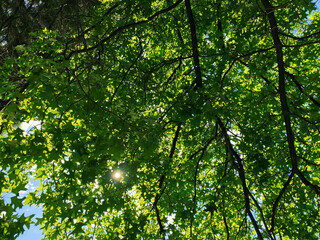 looking up into high trees with lush green leafs and sunlight shining through