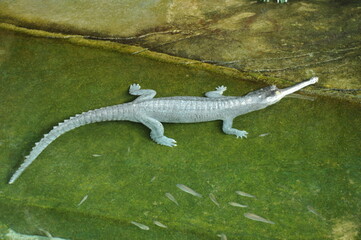 小さいワニ