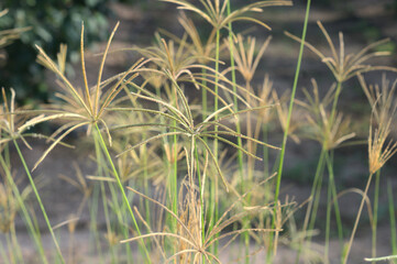 Fototapeta premium Lovely grasses with field for agriculture