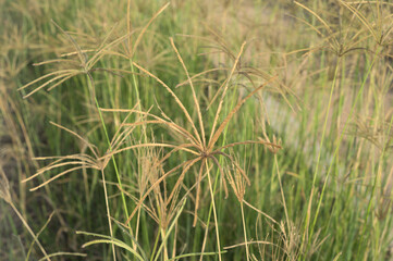 Lovely grasses with field for agriculture