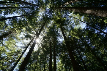 Sun Striking Through Tree in British Columbia Forest, Canada.