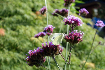 Patagonisches Eisenkraut (Verbena bonariensis, Syn.: Verbena inamoena), auch Argentinische Verbene