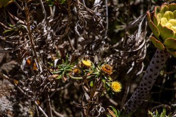 Abeja posada en una flor amarilla