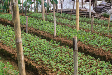 Fototapeta na wymiar Flowers production and cultivation in the greenhouse in Indonesia.