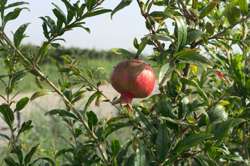 persimmons on the branches of a tree