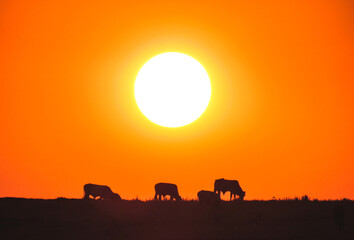 Sunset with silhouette of cows