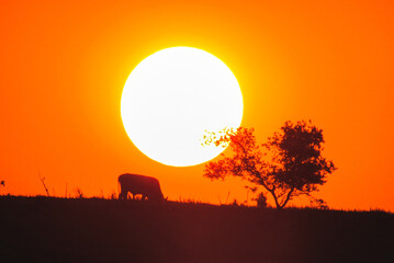 Sunset with silhouette of cows