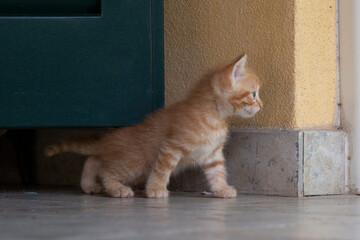 Gatti 9