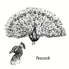 Fototapeta na wymiar Peacock collection with open tail standing front view and head side view. Ink black and white doodle drawing in woodcut style illustration