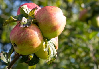 Cider apples, close up, a detailed view.  Orchard near Caernarfon, north Wales.  Selective focus...