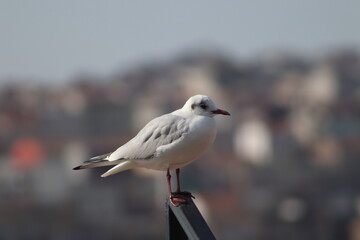 red headed gull
