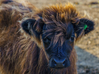 closeup face of a gorgeous and inquisitive brown Scottish Highland Cattle Calf