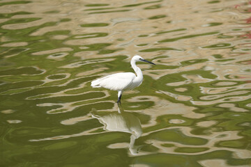 White egret in water