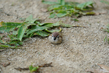 Sparrow on the ground resting