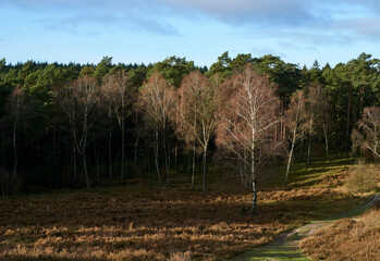 Brunsberg Heide