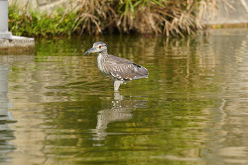 bird in water