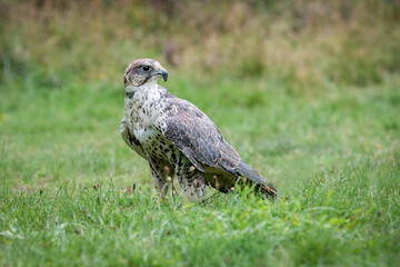 a saker falcon as it stands on a grass field, looking alert, it is a full body photograph