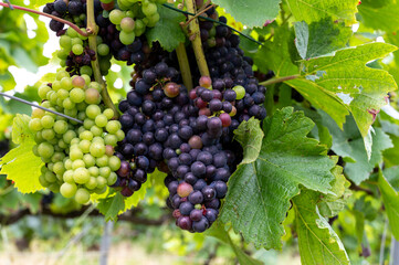Pinot noir wine grapes ripening on grand cru vineyards of famous champagne houses in Montagne de Reims near Verzenay, Champagne, France