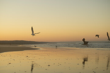 seagulls on the beach