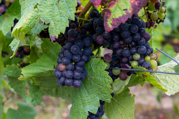 Pinot noir wine grapes ripening on grand cru vineyards of famous champagne houses in Montagne de...