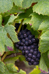 Pinot noir wine grapes ripening on grand cru vineyards of famous champagne houses in Montagne de Reims near Verzenay, Champagne, France