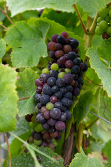 Pinot noir wine grapes ripening on grand cru vineyards of famous champagne houses in Montagne de Reims near Verzenay, Champagne, France