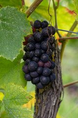 Pinot noir wine grapes ripening on grand cru vineyards of famous champagne houses in Montagne de Reims near Verzenay, Champagne, France