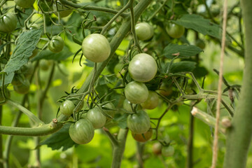 Fototapeta premium A branch of green cherry tomatoes in a greenhouse.