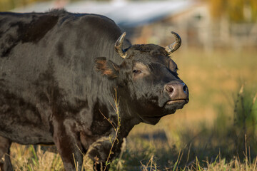 Close-up portrait of a black bull
