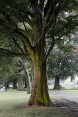 Obraz premium Big old tree in an english park in wet weather