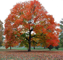 Colorful Red Maple