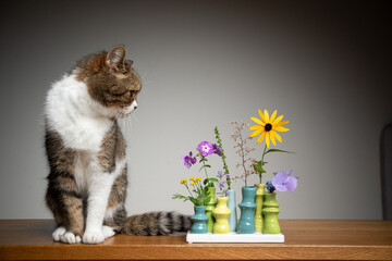 tabby white shorthair cat sitting beside flower vase with different plants looking at it with copy...