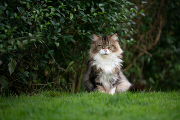 fluffy tabby white maine coon cat outdoors in green garden sitting on lawn beside a bush looking at...