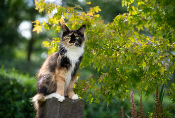 beautiful calico tricolor maine coon cat outdoors in green garden sitting on stone pillar looking...